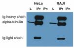 alpha Tubulin Antibody in Western Blot (WB)