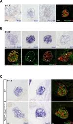 Tyrosine Hydroxylase Antibody in Immunohistochemistry (Frozen) (IHC (F))