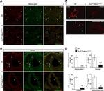 Tyrosine Hydroxylase Antibody in Immunohistochemistry (Frozen) (IHC (F))