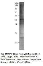 U2AF59 Antibody in Western Blot (WB)