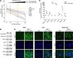 UBE1 Isoform A/B Antibody in Western Blot, Immunohistochemistry (WB, IHC)