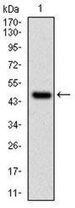 UBC9 Antibody in Western Blot (WB)