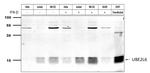 UBE2L6 Antibody in Western Blot (WB)