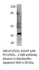 UFD1L Antibody in Western Blot (WB)