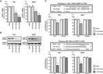 UHRF1 Antibody in Western Blot (WB)