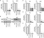 UHRF1 Antibody in Western Blot (WB)