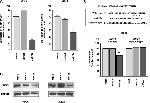 UHRF1 Antibody in Western Blot (WB)