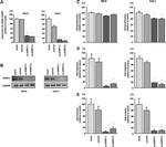 UHRF1 Antibody in Western Blot (WB)