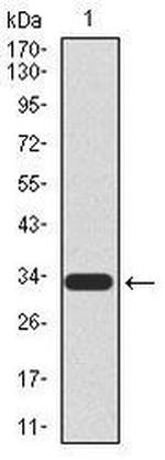 UTF1 Antibody in Western Blot (WB)