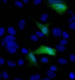 V5 Tag Antibody in Immunocytochemistry (ICC/IF)