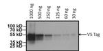 V5 Tag Antibody in Western Blot (WB)