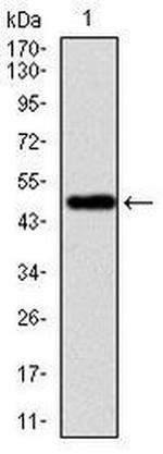 VAV1 Antibody in Western Blot (WB)