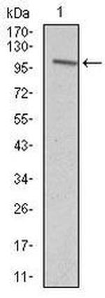 VAV1 Antibody in Western Blot (WB)