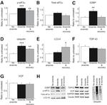 VCP Antibody in Western Blot (WB)