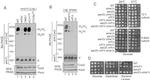 Porin Antibody in Western Blot (WB)