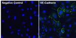 VE-cadherin Antibody in Immunocytochemistry (ICC/IF)