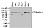 VE-cadherin Antibody in Western Blot (WB)