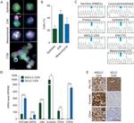 CD144 (VE-cadherin) Antibody in Immunocytochemistry, Immunohistochemistry (ICC/IF, IHC)