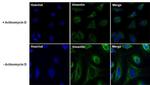 Vimentin Antibody