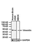 Vimentin Antibody in Western Blot (WB)