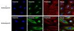 Vimentin Antibody