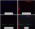 Mouse IgG (H+L) Secondary Antibody in Western Blot (WB)