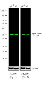 Rat IgG (H+L) Secondary Antibody in Western Blot (WB)