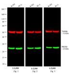 Rabbit IgG (H+L) Secondary Antibody in Western Blot (WB)