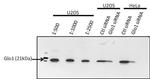 GLO1 Antibody in Western Blot (WB)