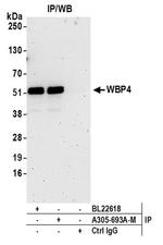 WBP4 Antibody in Western Blot (WB)