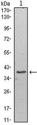 WDR5 Antibody in Western Blot (WB)