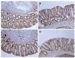 eNOS Antibody in Immunohistochemistry (IHC)