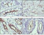 WNT10B Antibody in Immunohistochemistry (Paraffin) (IHC (P))