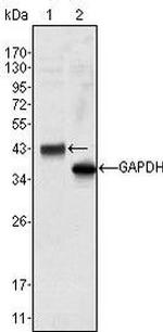 WNT10B Antibody in Western Blot (WB)