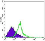 WNT1 Antibody in Flow Cytometry (Flow)