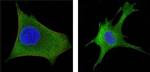 WNT1 Antibody in Immunocytochemistry (ICC/IF)