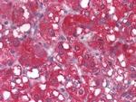 WNT1 Antibody in Immunohistochemistry (Paraffin) (IHC (P))