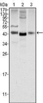 WNT1 Antibody in Western Blot (WB)