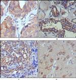 WNT5A Antibody in Immunohistochemistry (Paraffin) (IHC (P))