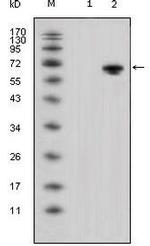 WNT5A Antibody in Western Blot (WB)