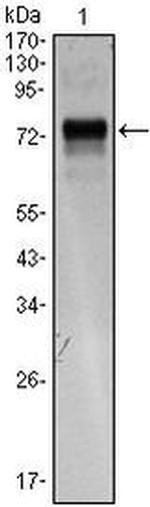 XBP1 Antibody in Western Blot (WB)