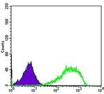 Ku80 Antibody in Flow Cytometry (Flow)