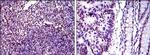 Ku80 Antibody in Immunohistochemistry (Paraffin) (IHC (P))