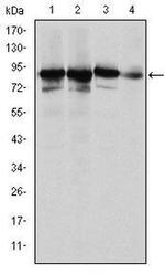 Ku80 Antibody in Western Blot (WB)