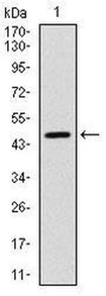 YAP1 Antibody in Western Blot (WB)