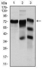 YAP1 Antibody in Western Blot (WB)