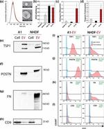 CD9 Antibody in Western Blot (WB)