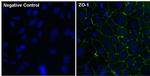 ZO-1 Antibody in Immunocytochemistry (ICC/IF)