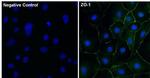 ZO-1 Antibody in Immunocytochemistry (ICC/IF)