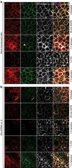 ZO-1 Antibody in Immunocytochemistry (ICC/IF)